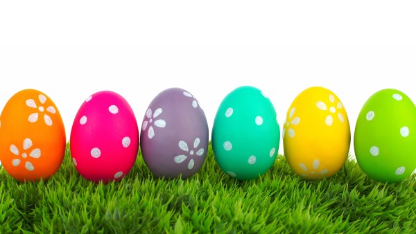 Яйца лето производитель