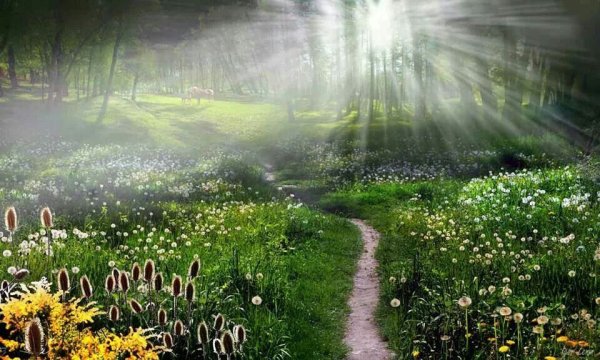 Летний рассвет в России