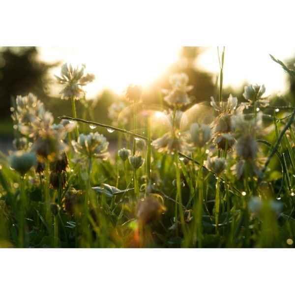 Эльга Попова художница лето