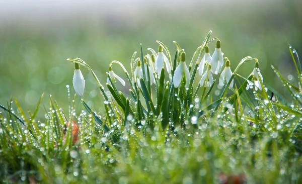 Цветы в росе на рассвете