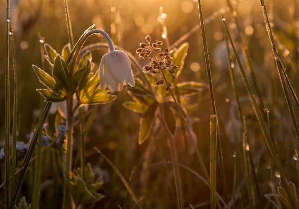 Солнце радость