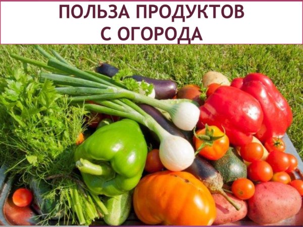 Летние овощи