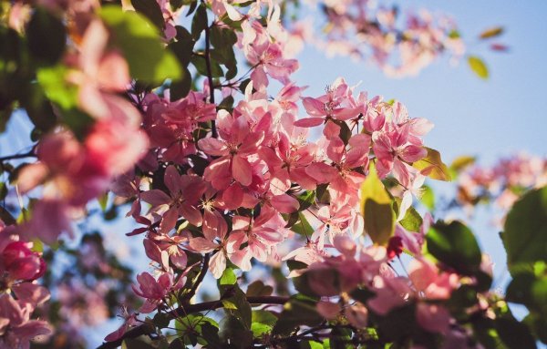 Яблоня розовоцветущая