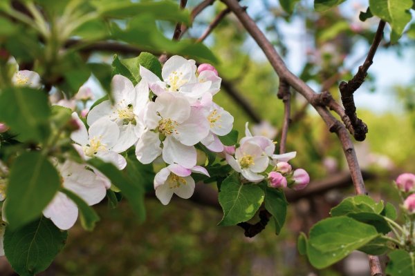 Яблоня викор цветение