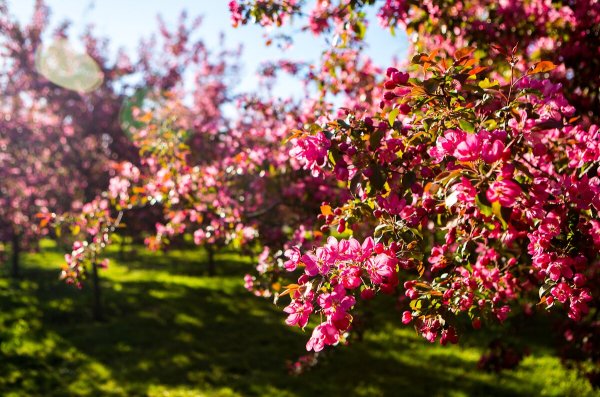 Коломенское цветение яблонь