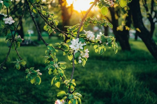 Яблони цветут в садах летом
