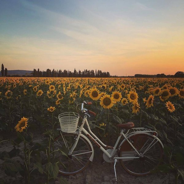 Семья на велосипедах на природе