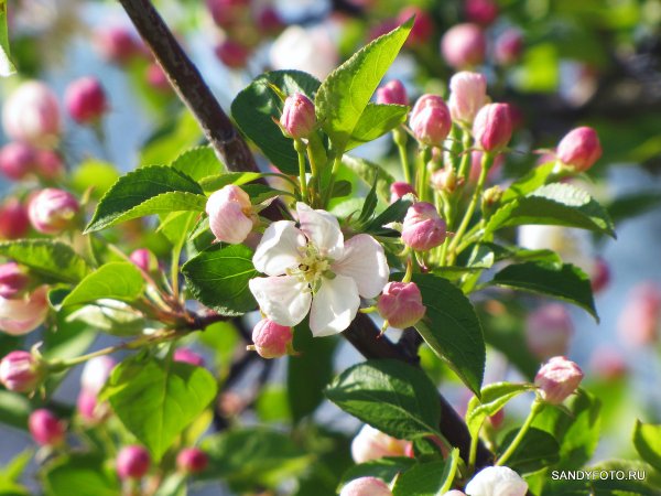 Яблоня хубейская
