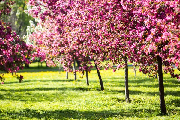 Цветение яблонь в Коломенском