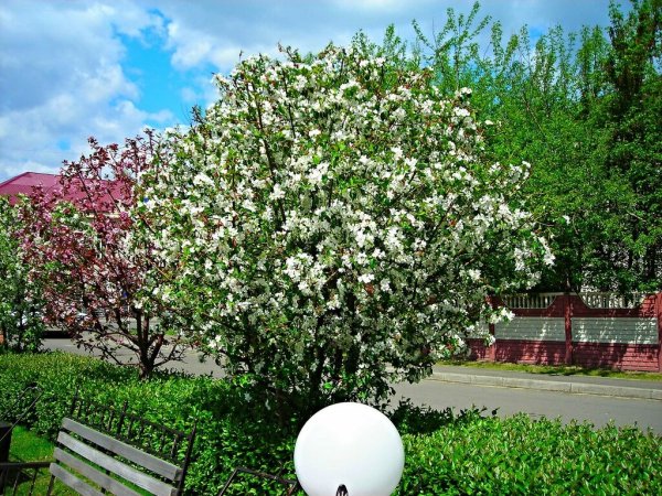 Яблоня Симиренко цветет.