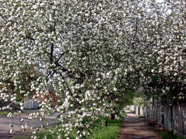 Яблоневый сад в цвету