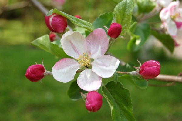 Яблоневый цвет (Apple Blossom)