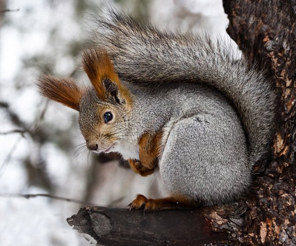 Западная серая белка