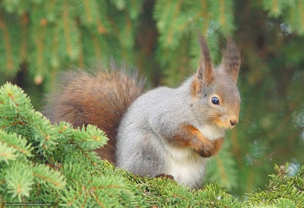 Белочка в лесу