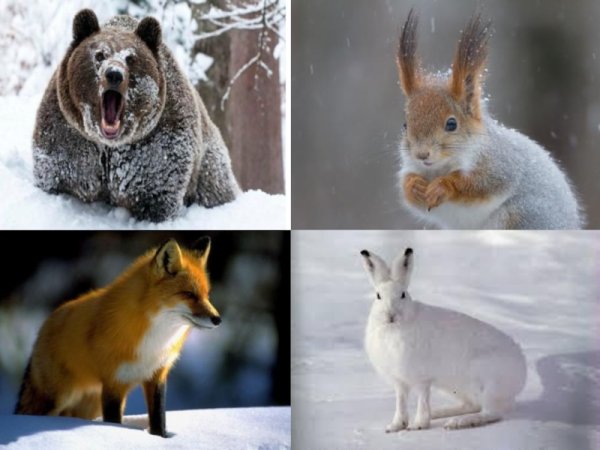 Звери меняют шубки