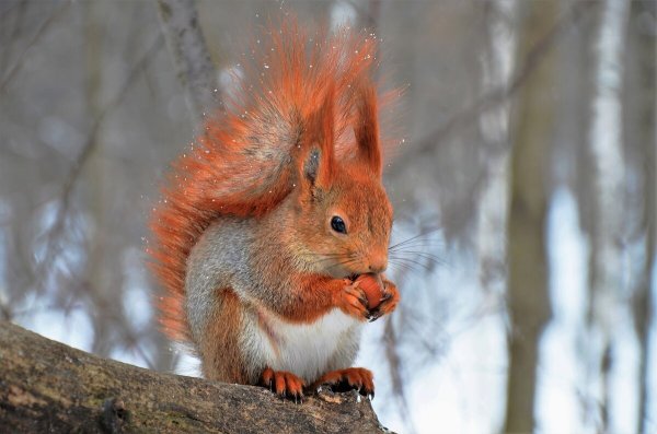 Белка зимой