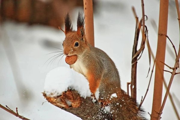 Белая белка