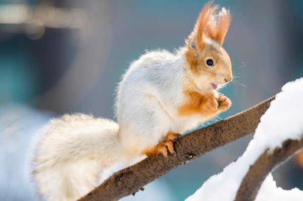 Слайд животные зимой