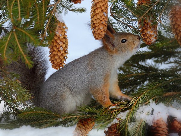 Белочка зимой