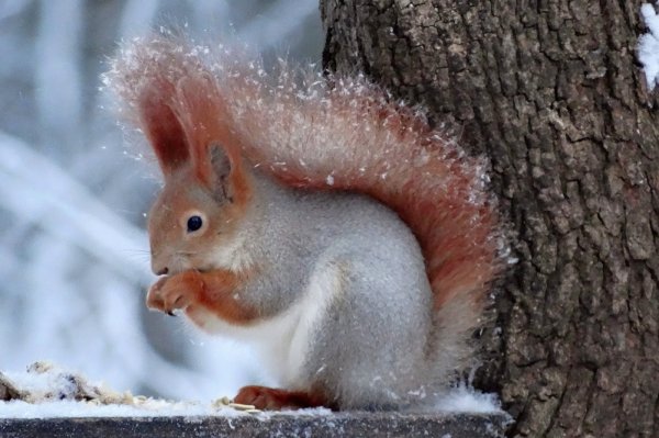 Лиса зимой и летом