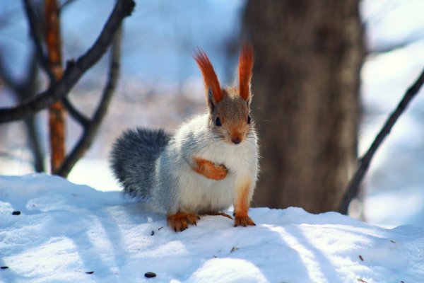 Белка Векша