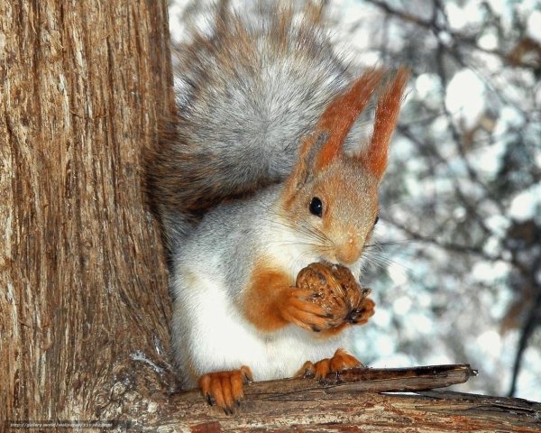 Животные Урала