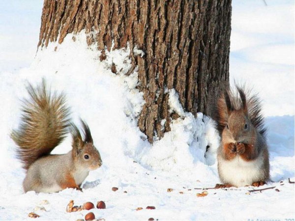 Вадим Трунов белка зимой