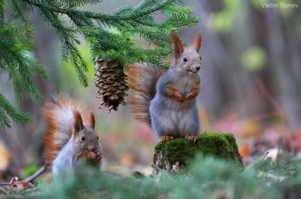 Лиса в снегу