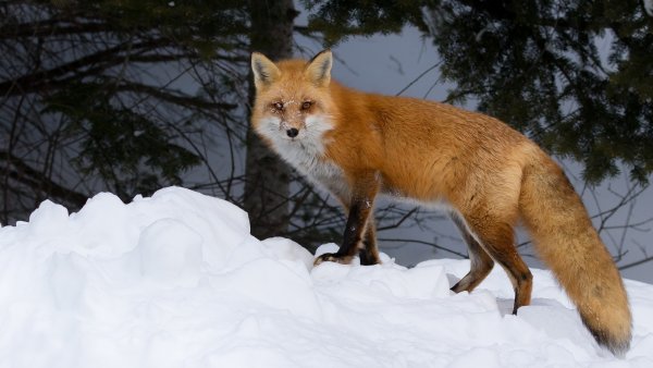 Бельчонок зимой