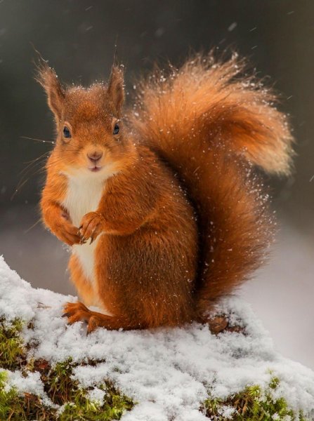 Белка зимой