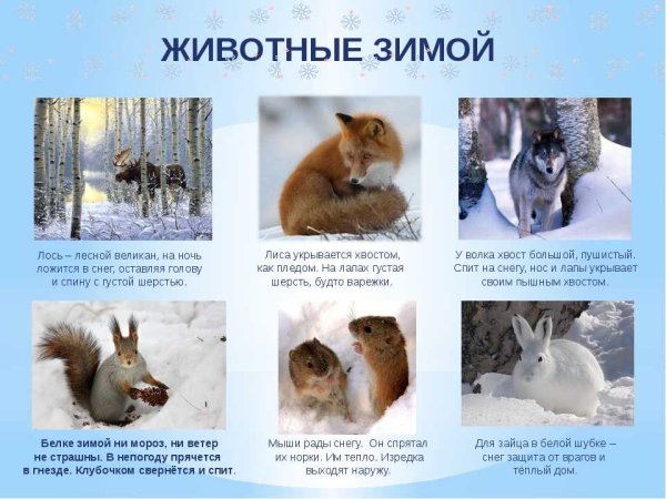 Звери зимой для дошкольников