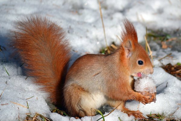 Белка Вологодская область