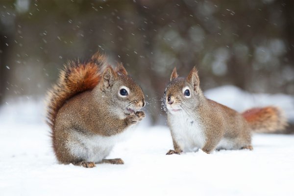 Белка зимой и летом