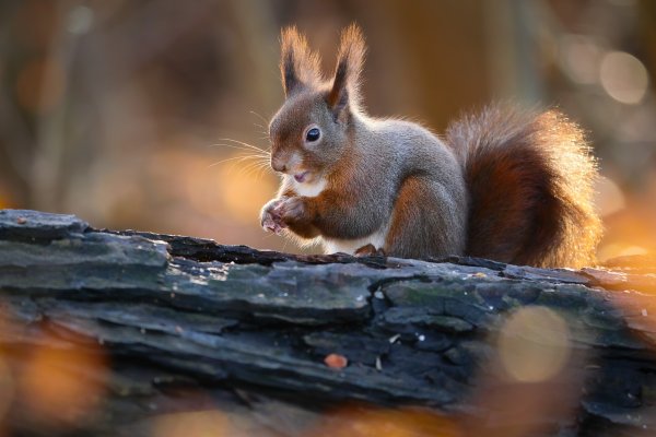 Забавные животные зимой