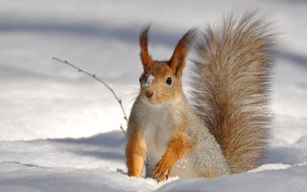 Обои на рабочий стол белка зимой