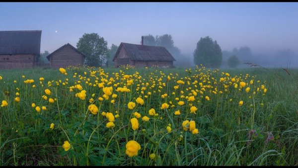 Летняя природа в деревне