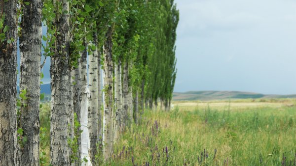 Тополь Сибирский фото