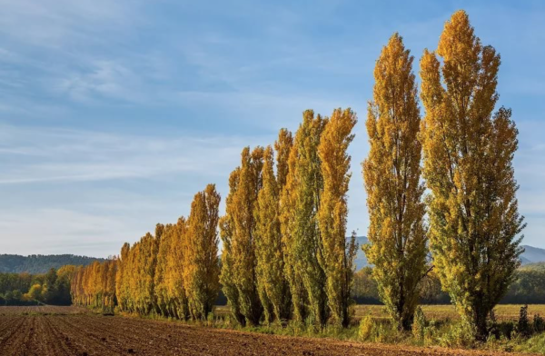 Тополь пирамидальный Populus pyramidalis