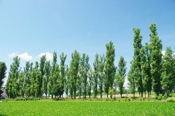 Тополь Берлинский пирамидальный