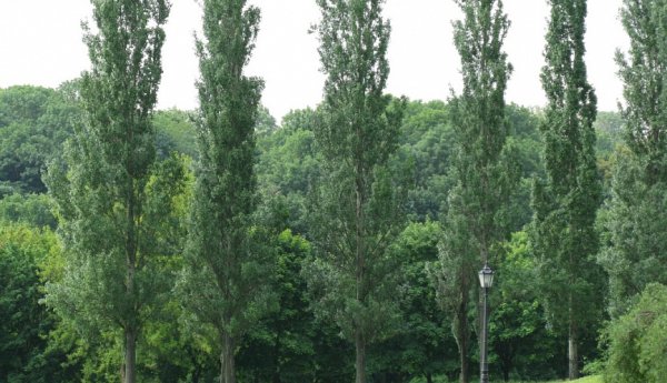 Тополь Туркестанский