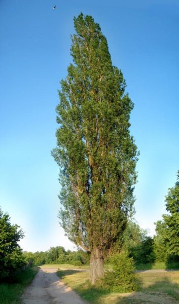Тополь гибридный пирамидальный