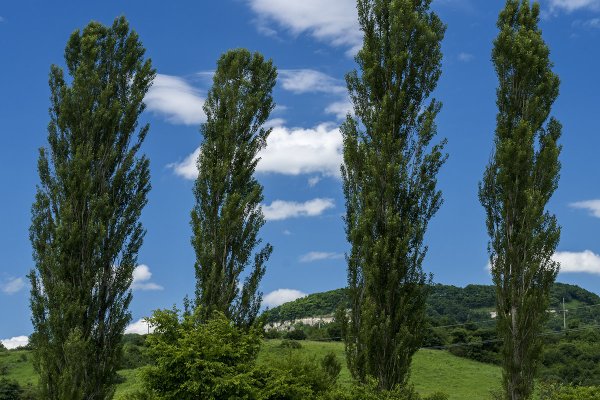 Тополь пирамидальный крона