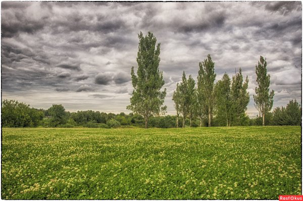Пейзажи Кубани тополя поля