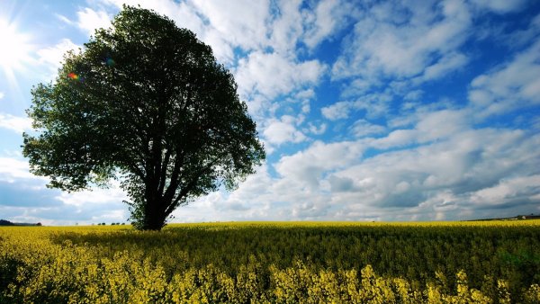 Дерево в поле