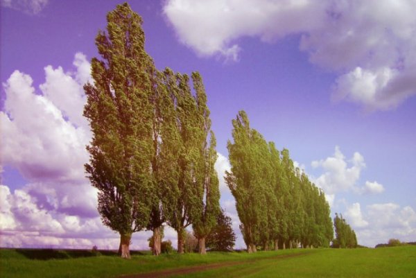 Тополь Юнаньский