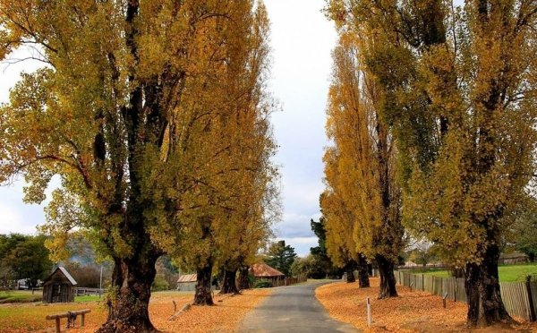Тополь черный, осокорь – Populus nigra