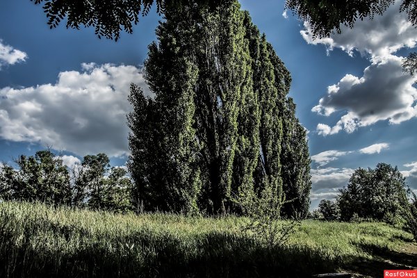 Белгород тополя