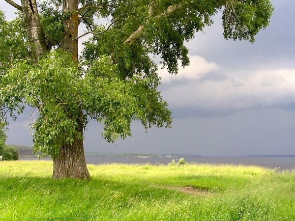 Тополь дерево