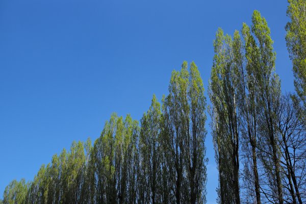 Тополь пирамидальный серебристый