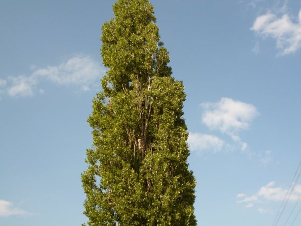 Тополь пирамидальный серебристый
